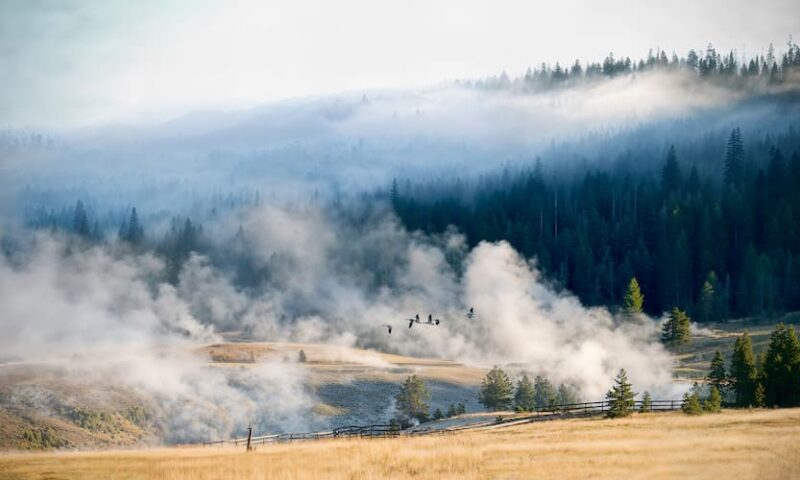 фотошпалери ліс в тумані 2417115715